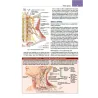 Netter’s Sistema muscoloscheletrico. Anatomia clinica