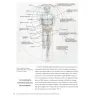 Anatomia artistica della figura umana in movimento