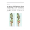 Trattamento manuale della donna in gravidanza