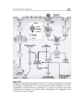 Prodotti dietetici. Chimica, tecnologia e impiego