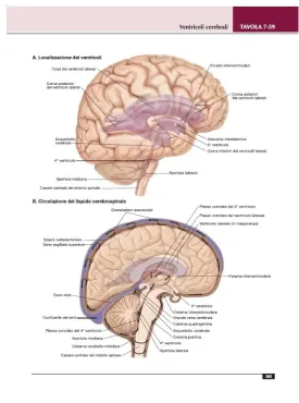 Atlante di anatomia