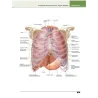 Atlante di anatomia