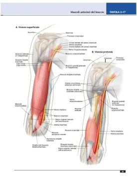Atlante di anatomia