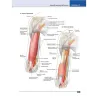 Atlante di anatomia