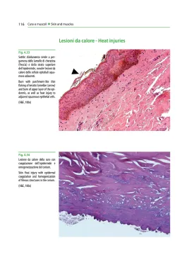 Atlante di istopatologia forense