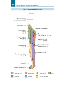 Atlante tascabile dei Trigger Point.