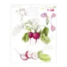 Il piacere del disegno botanico
