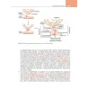 Fisiologia del sistema endocrino e riproduttivo
