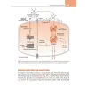 Fisiologia del sistema endocrino e riproduttivo