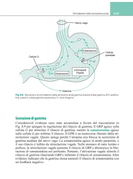 Fisiologia gastrointestinale