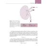 Fisiologia renale