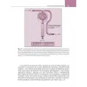 Fisiologia renale