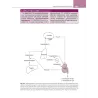 Fisiologia renale