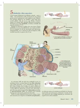 Guida ai sentieri del corpo in movimento