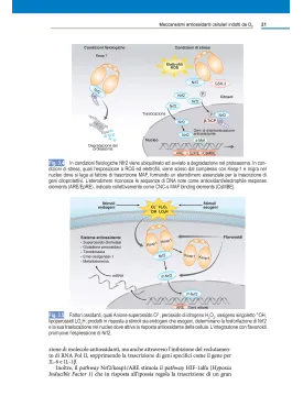 Trattato di ossigeno-ozono terapia