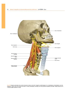 ATLANTE FOTOGRAFICO DI ANATOMIA MACROSCOPICA DELL'UOMO