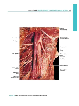 ATLANTE FOTOGRAFICO DI ANATOMIA MACROSCOPICA DELL'UOMO