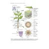 Fisiologia e sviluppo vegetale