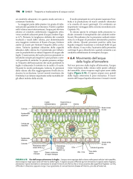 Fisiologia e sviluppo vegetale