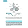 Fisiologia cardiovascolare