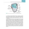 Fisiologia cardiovascolare