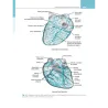 Fisiologia cardiovascolare