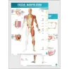 FASCIAL MANIPULATION® 3rd Level Poster: Catenaries • Insertional and Investing Fascia