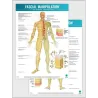 FASCIAL MANIPULATION® 4th Level Poster: Quadrants • Superficial Fascia