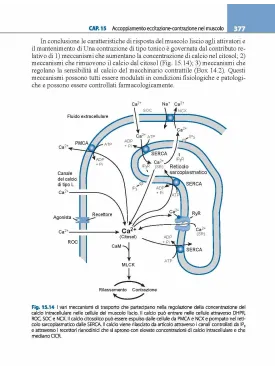 Fisiologia cellulare e neurofisiologia