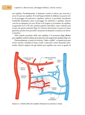 Fisiologia dell’apparato cardiovascolare