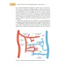 Fisiologia dell’apparato cardiovascolare
