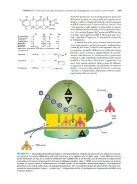 Farmacologia generale e clinica