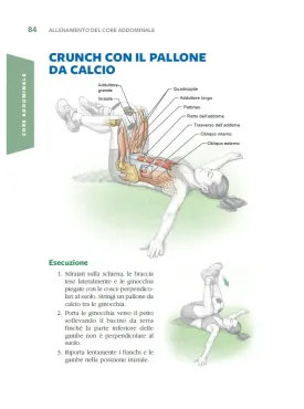 Calcio e anatomia umana