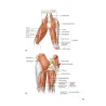 Corsa e Anatomia umana