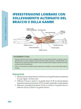 Corsa e Anatomia umana