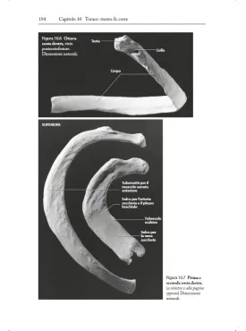 Il Manuale delle Ossa Umane