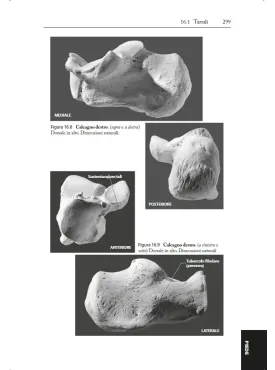 Il Manuale delle Ossa Umane