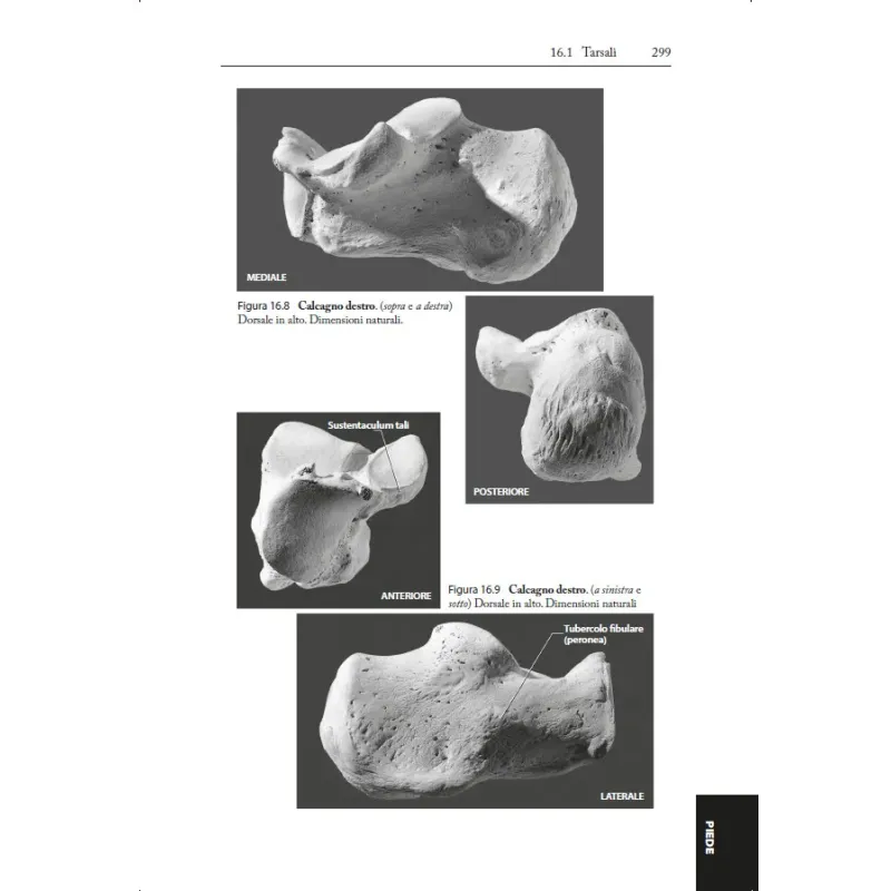 Il Manuale delle Ossa Umane