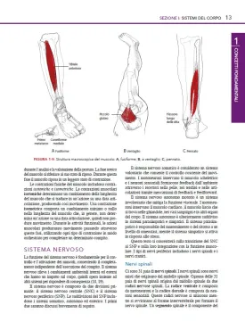 Kendall I muscoli: test e studio funzionale con postura e dolore