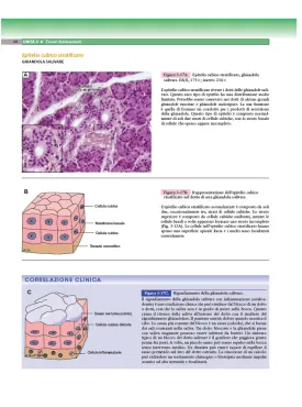Atlante di Istologia e anatomia microscopica con una prospettiva clinica