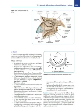 Osteopatia craniosacrale