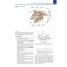 Osteopatia craniosacrale