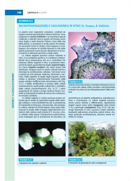 Botanica Generale e Diversità Vegetale
