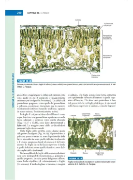 Botanica Generale e Diversità Vegetale