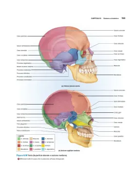 Anatomia & Fisiologia l’essenziale