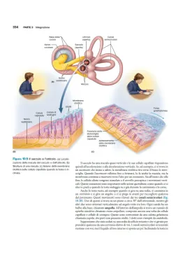 Anatomia & Fisiologia l’essenziale