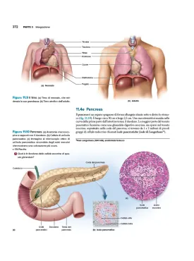Anatomia & Fisiologia l’essenziale