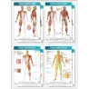 FASCIAL MANIPULATION® 4 Posters Package