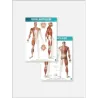 FASCIAL MANIPULATION® 4 Posters Package