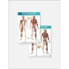 FASCIAL MANIPULATION® 4 Posters Package